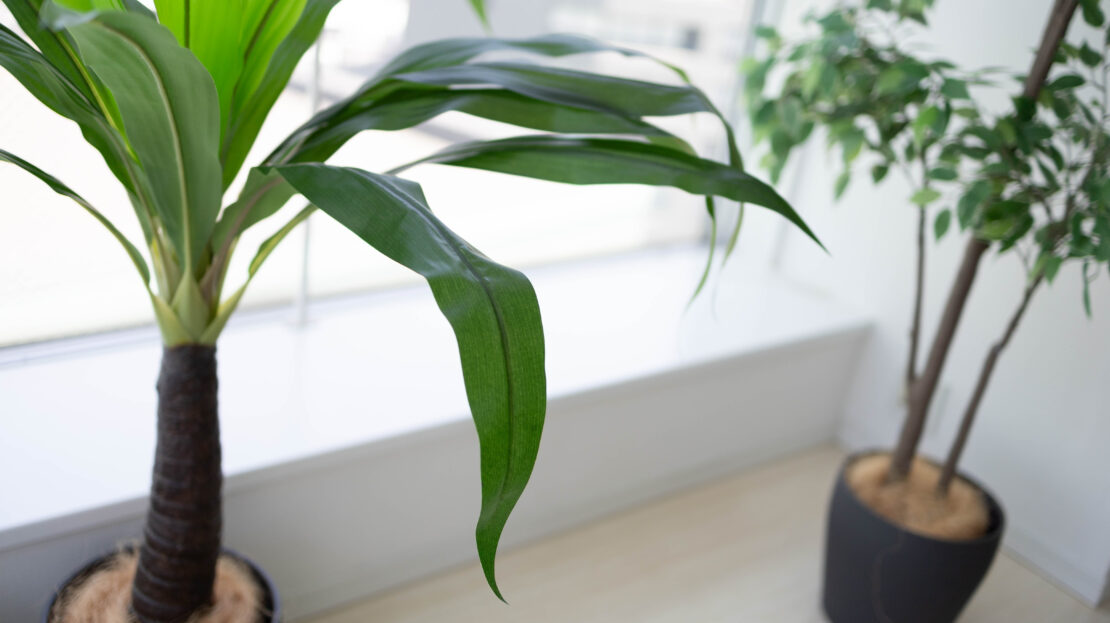 撮影に使える観葉植物も多数